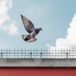 Phoenix_10_A_pigeon_flying_above_a_building_ledge_fitted_with_2